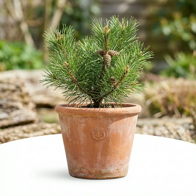 Pine Tree